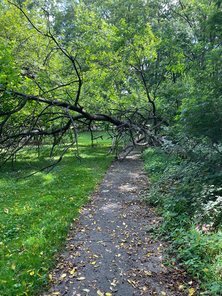 Photographic documentation of the work as submitted to the city's 311 record.