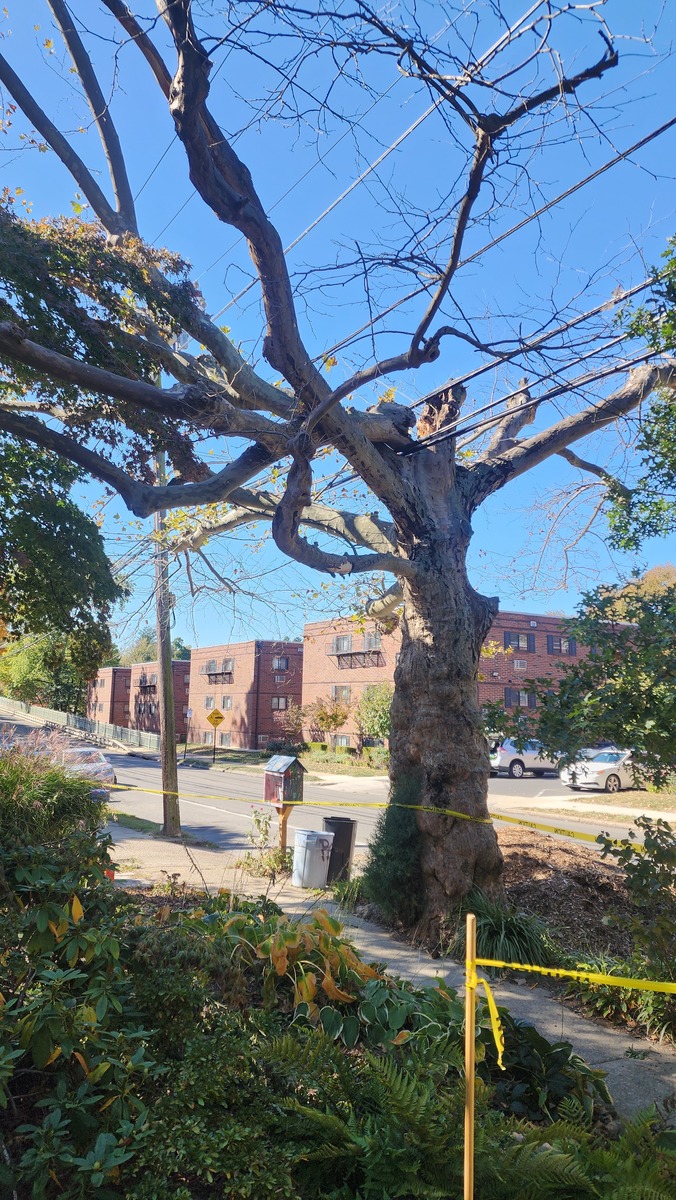 Photographic documentation of the work as submitted to the city's 311 record.