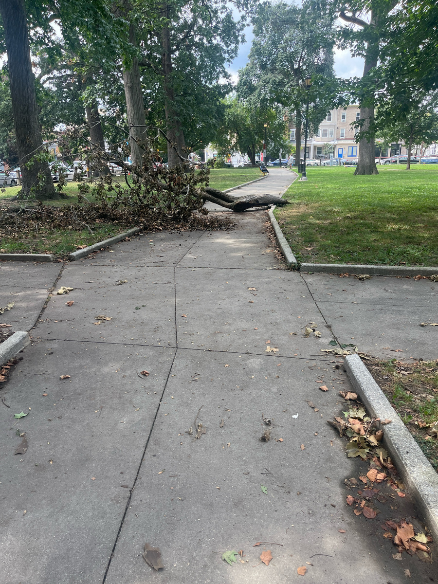 Photographic documentation of the work as submitted to the city's 311 record.