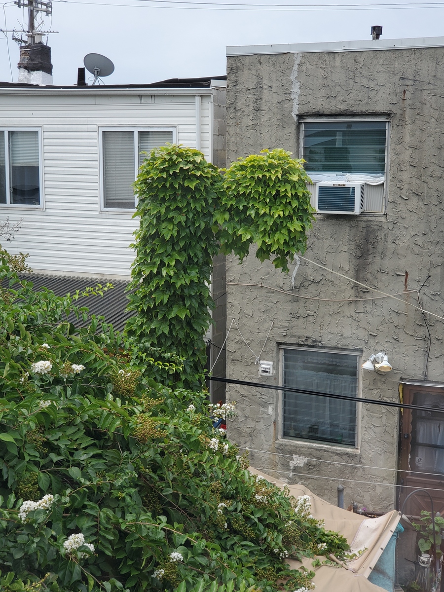 Photographic documentation of the work as submitted to the city's 311 record.