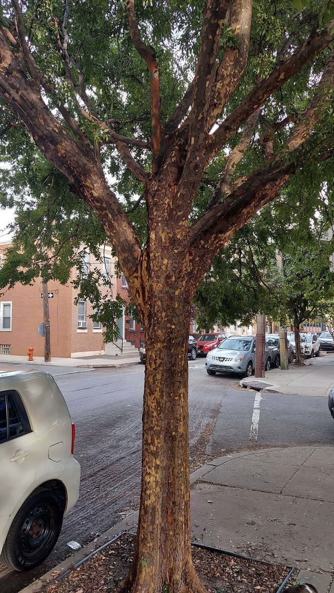 Photographic documentation of the work as submitted to the city's 311 record.