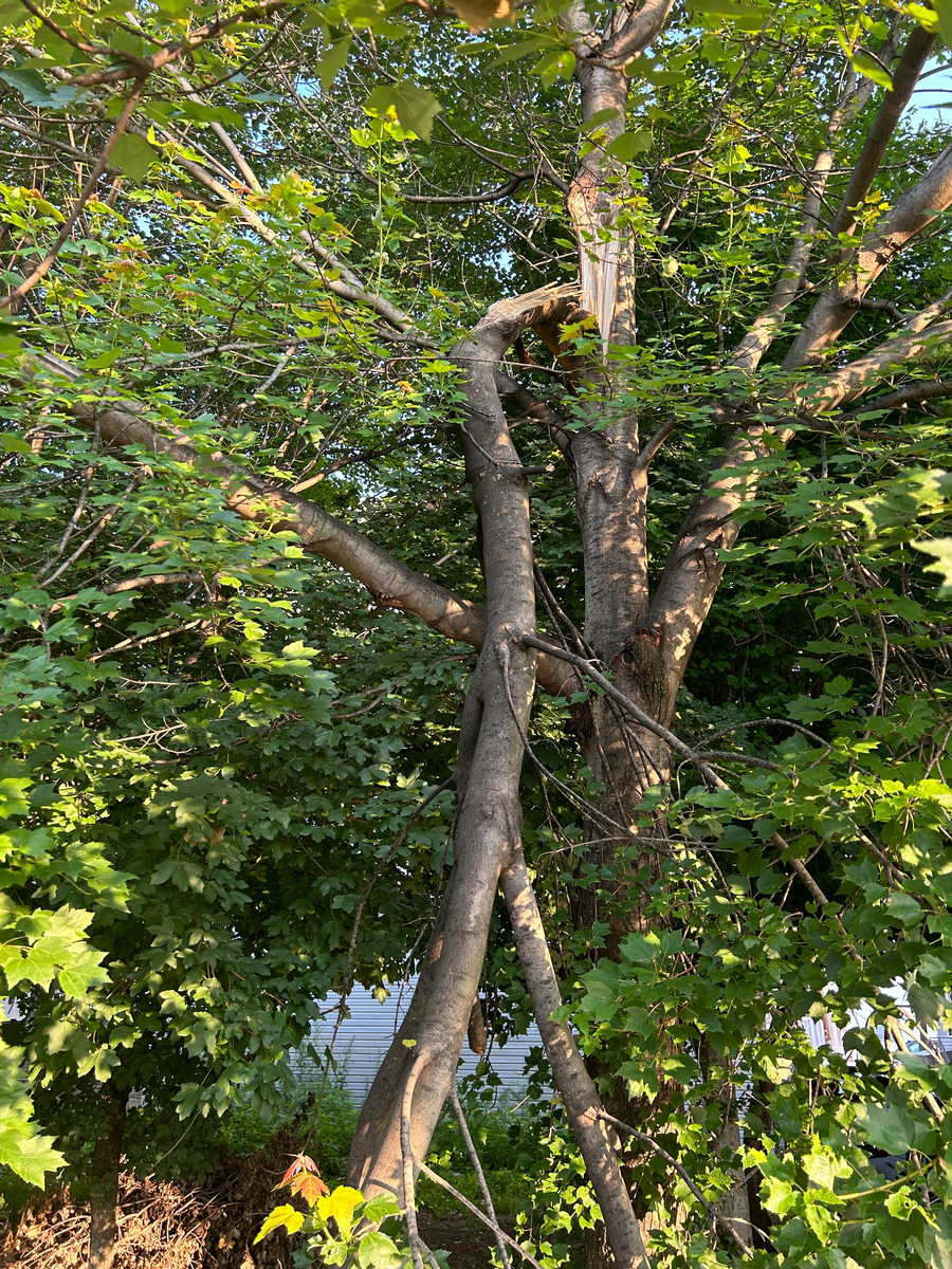Photographic documentation of the work as submitted to the city's 311 record.
