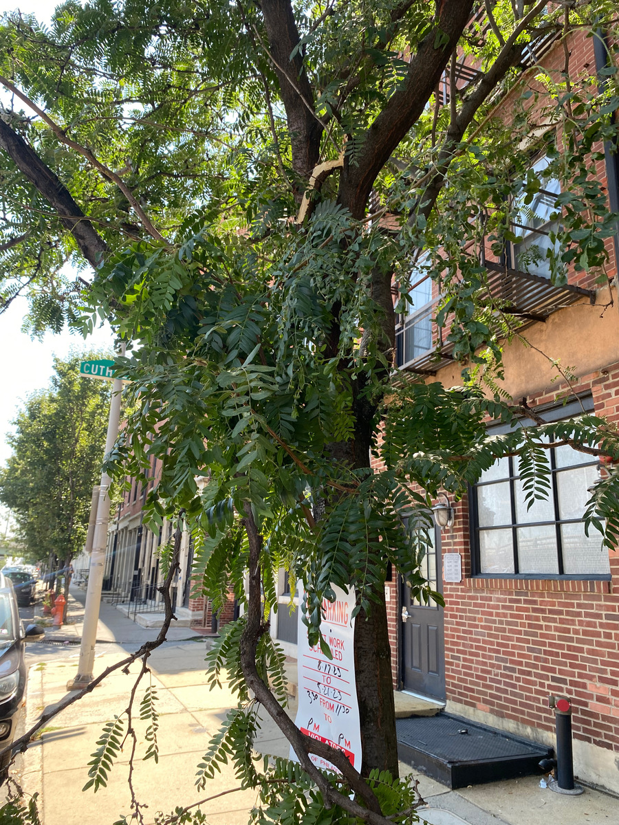 Photographic documentation of the work as submitted to the city's 311 record.