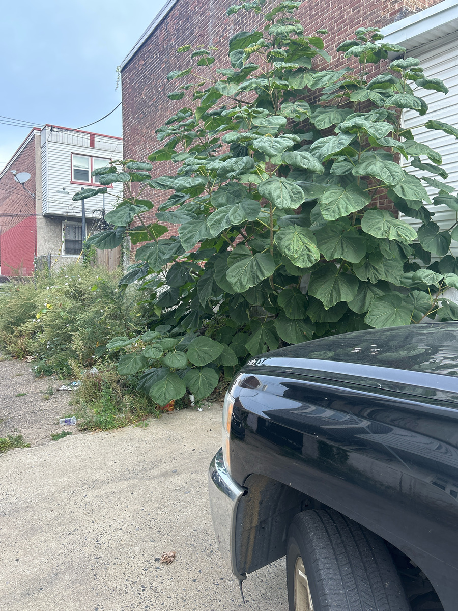 Photographic documentation of the work as submitted to the city's 311 record.