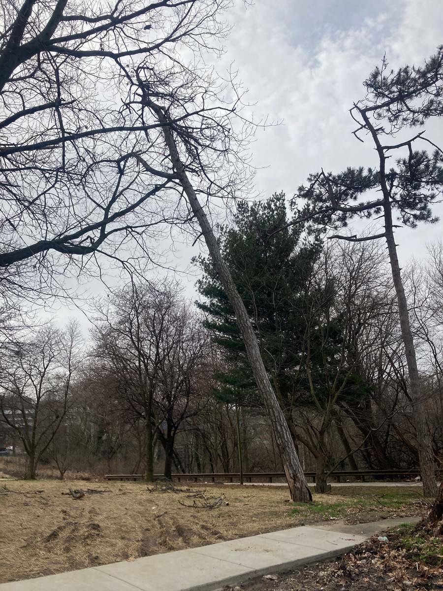 Photographic documentation of the work as submitted to the city's 311 record.