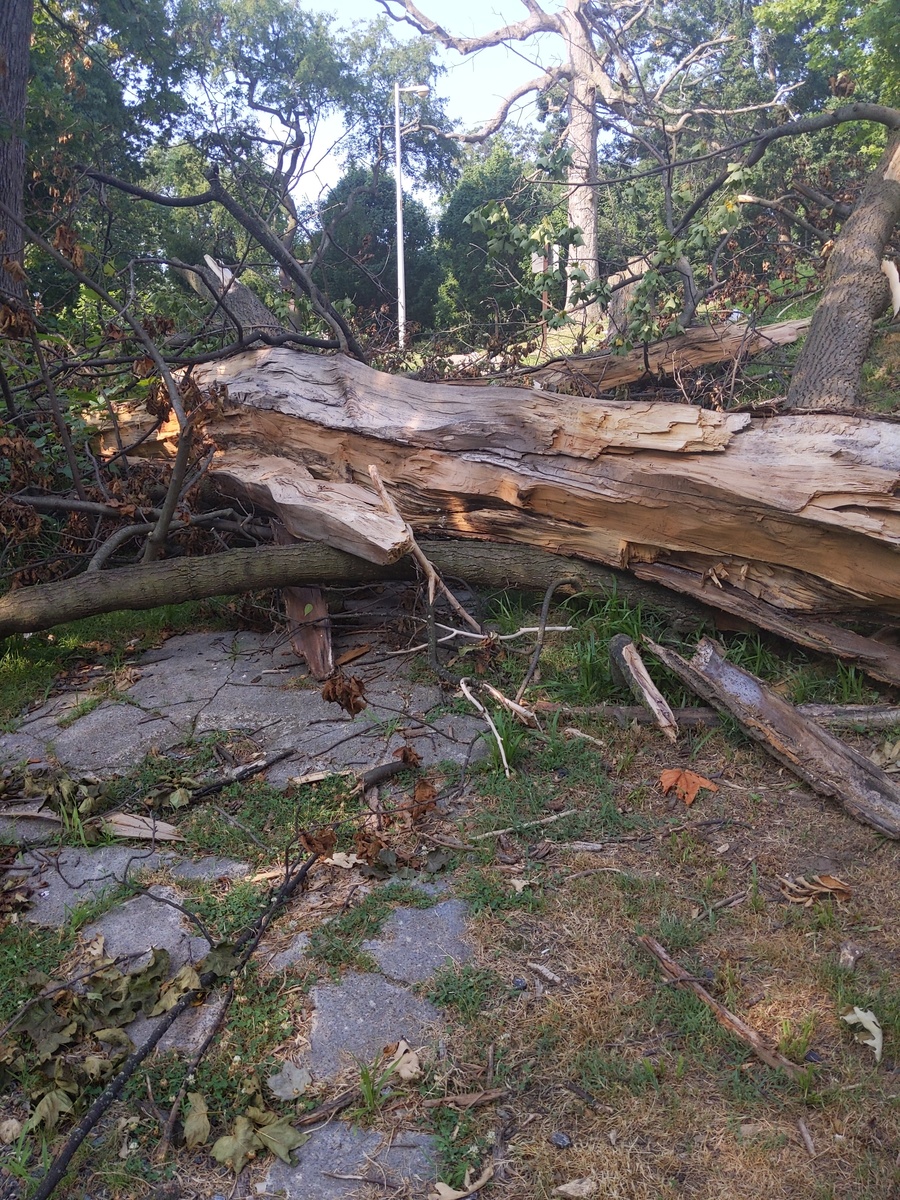 Photographic documentation of the work as submitted to the city's 311 record.