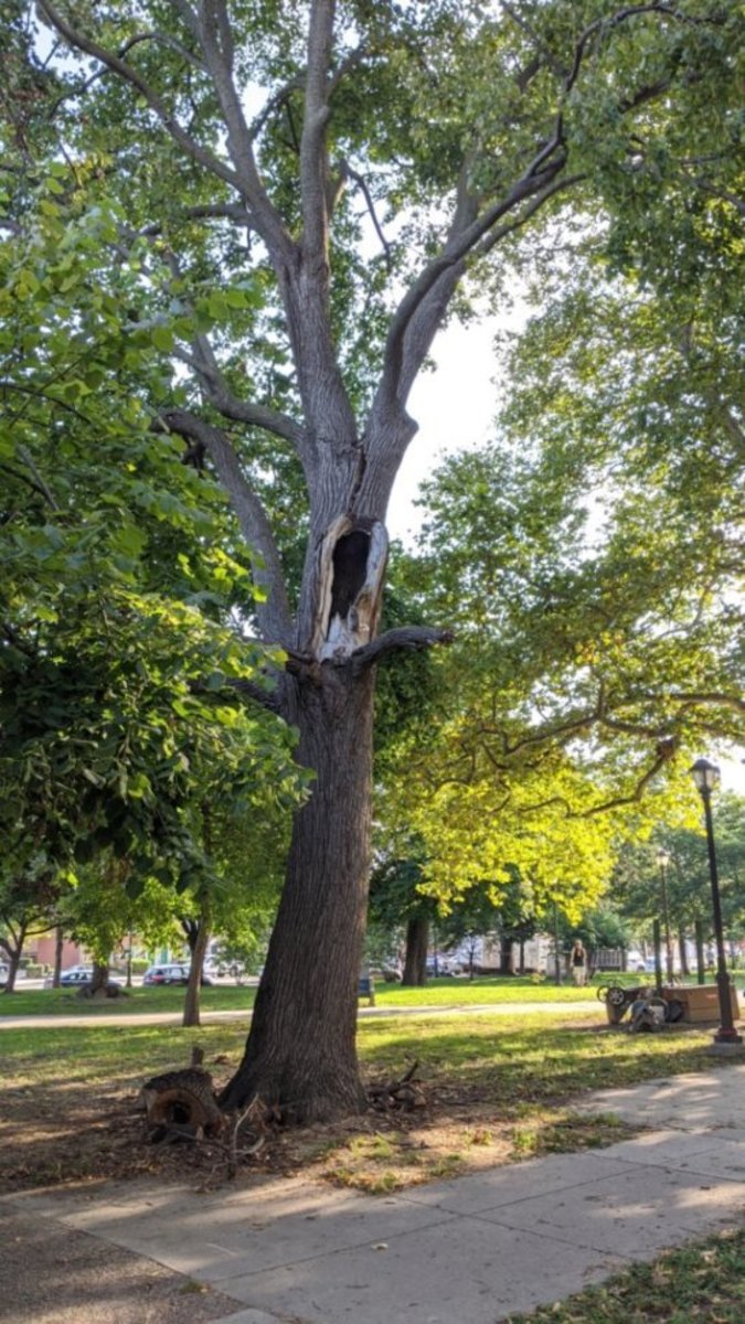 Photographic documentation of the work as submitted to the city's 311 record.