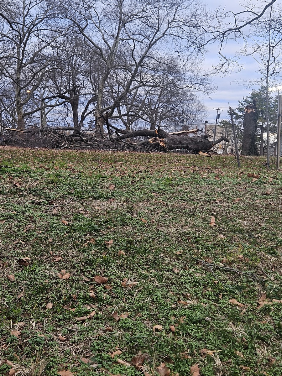 Photographic documentation of the work as submitted to the city's 311 record.