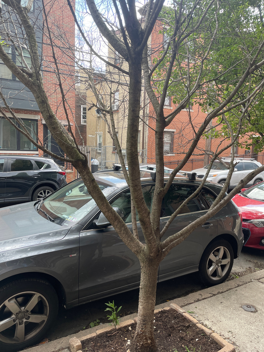 Photographic documentation of the work as submitted to the city's 311 record.