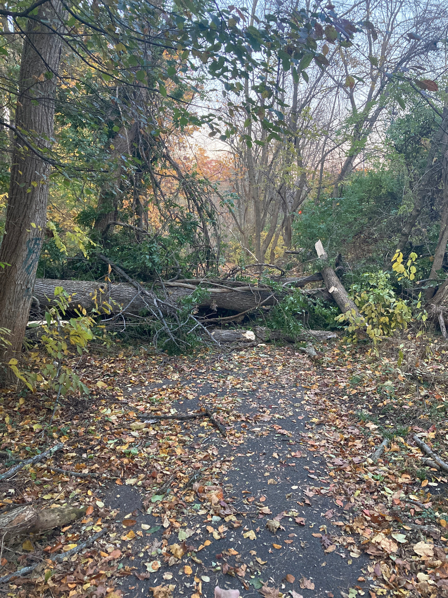 Photographic documentation of the work as submitted to the city's 311 record.