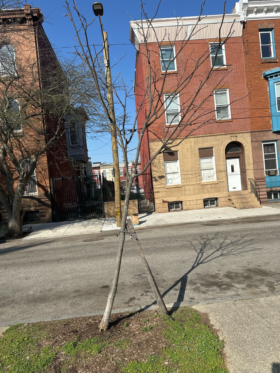 Photographic documentation of the work as submitted to the city's 311 record.