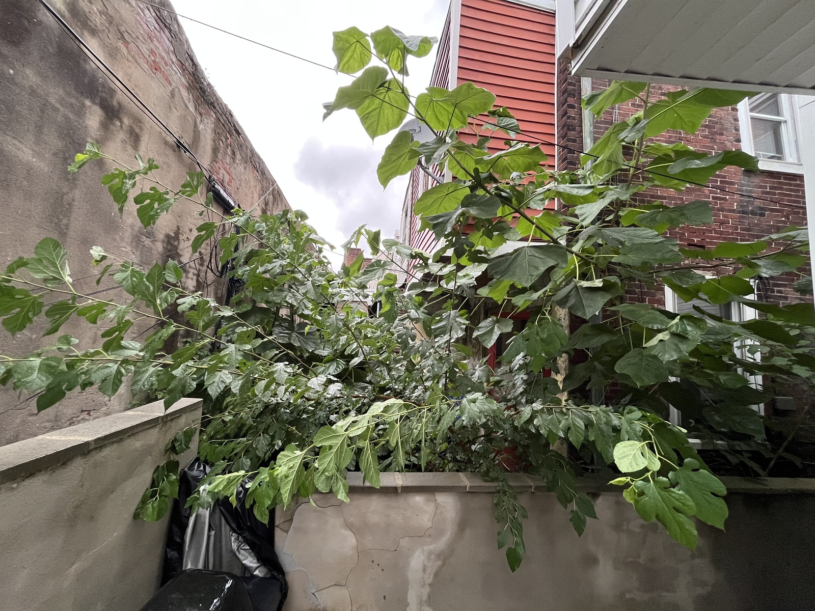 Photographic documentation of the work as submitted to the city's 311 record.