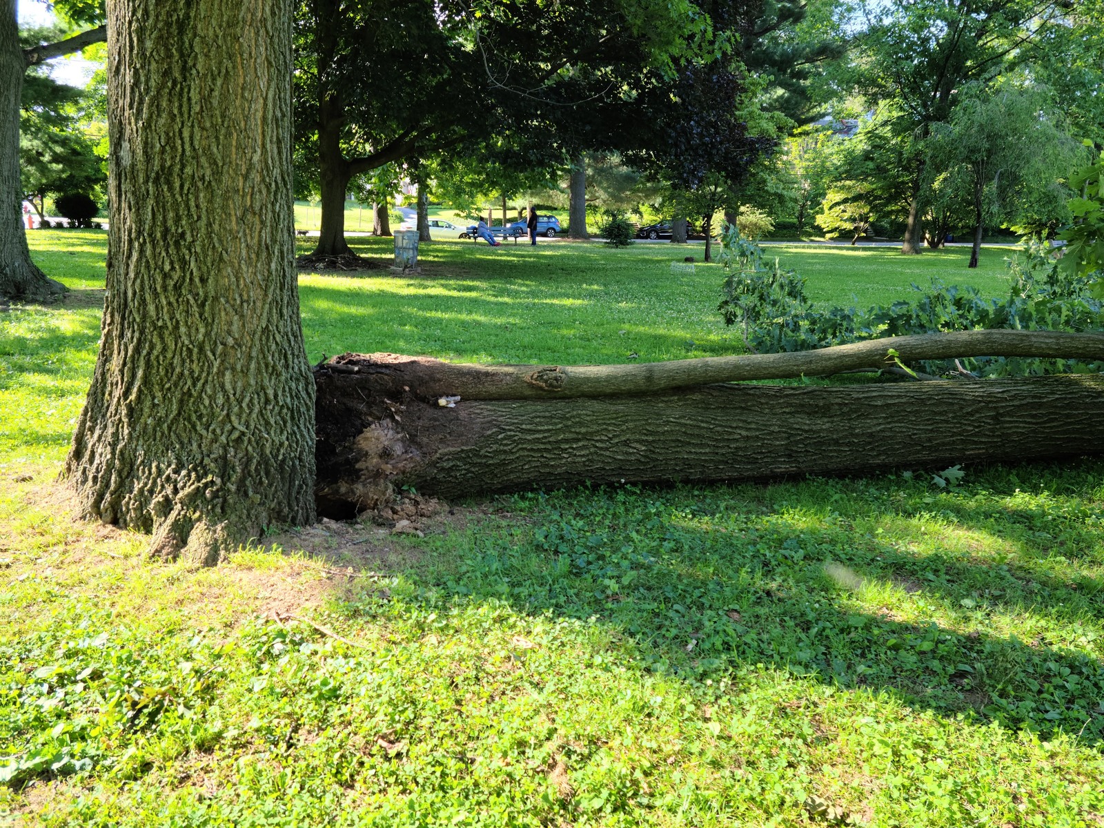 Photographic documentation of the work as submitted to the city's 311 record.