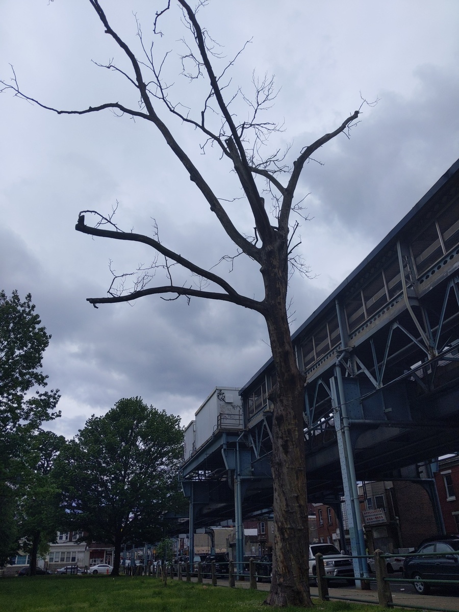 Photographic documentation of the work as submitted to the city's 311 record.