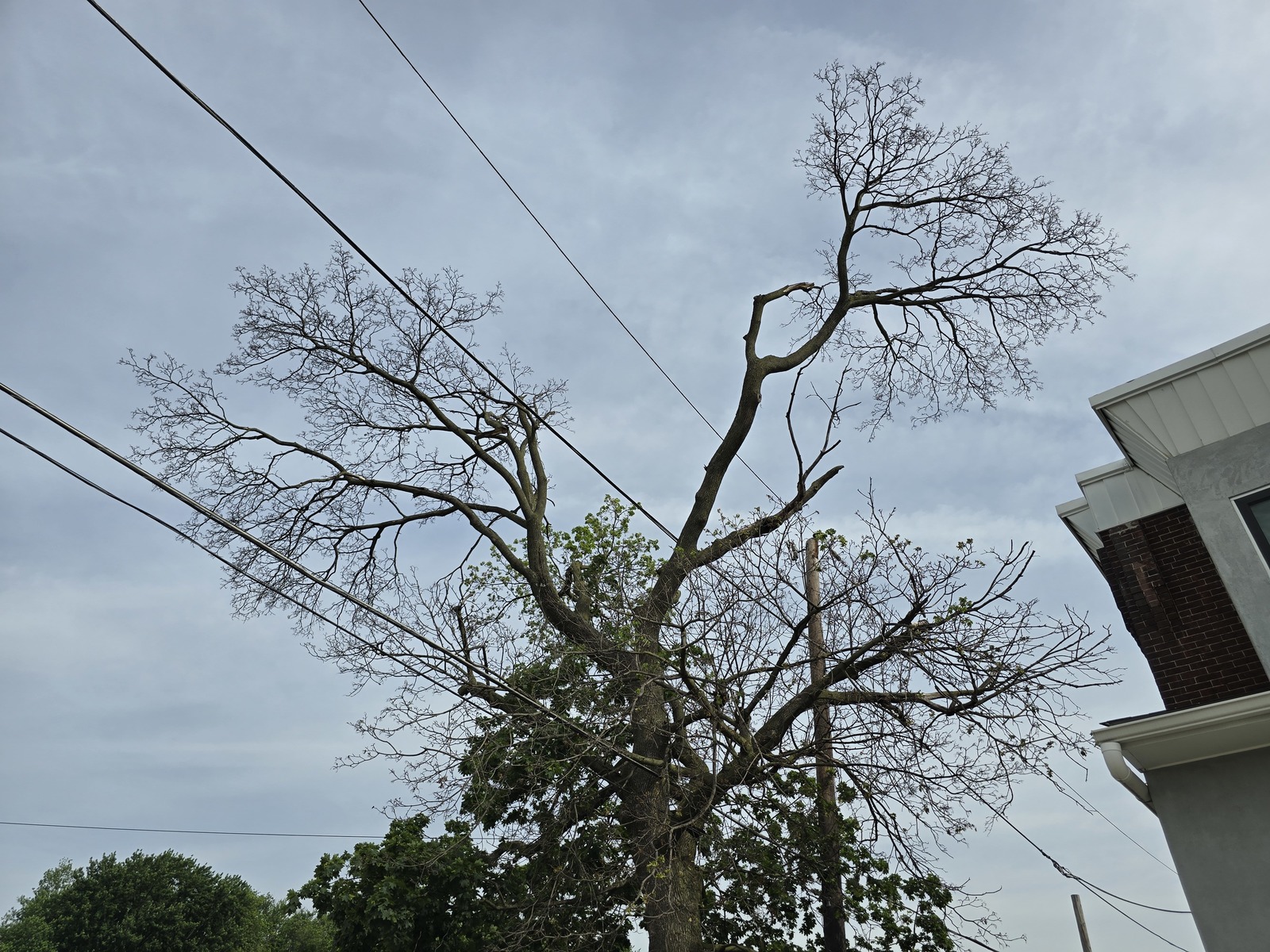 Photographic documentation of the work as submitted to the city's 311 record.