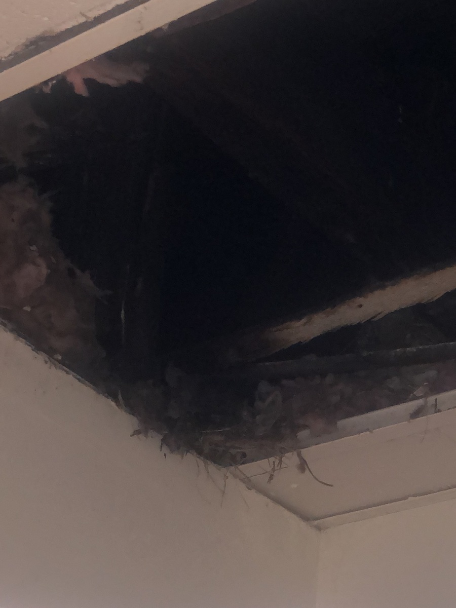 Photographic documentation of the work as submitted to the city's 311 record.