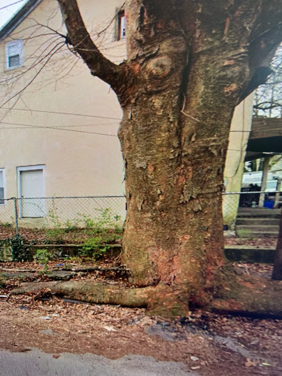 Photographic documentation of the work as submitted to the city's 311 record.