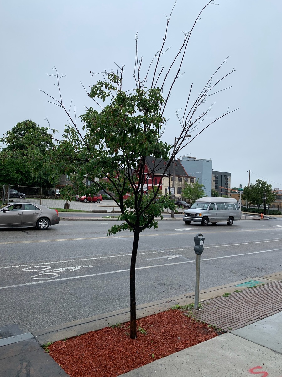 Photographic documentation of the work as submitted to the city's 311 record.