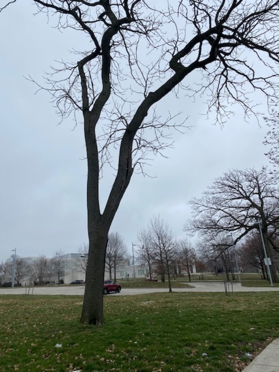 Photographic documentation of the work as submitted to the city's 311 record.