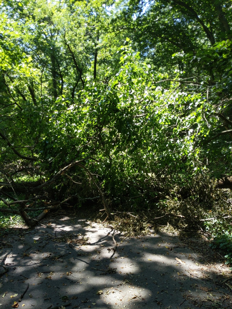 Photographic documentation of the work as submitted to the city's 311 record.