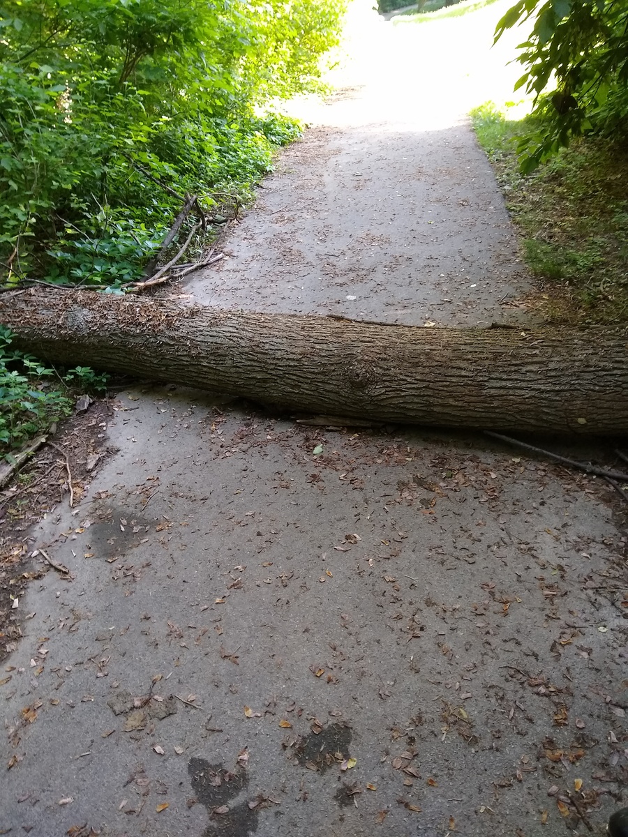 Photographic documentation of the work as submitted to the city's 311 record.