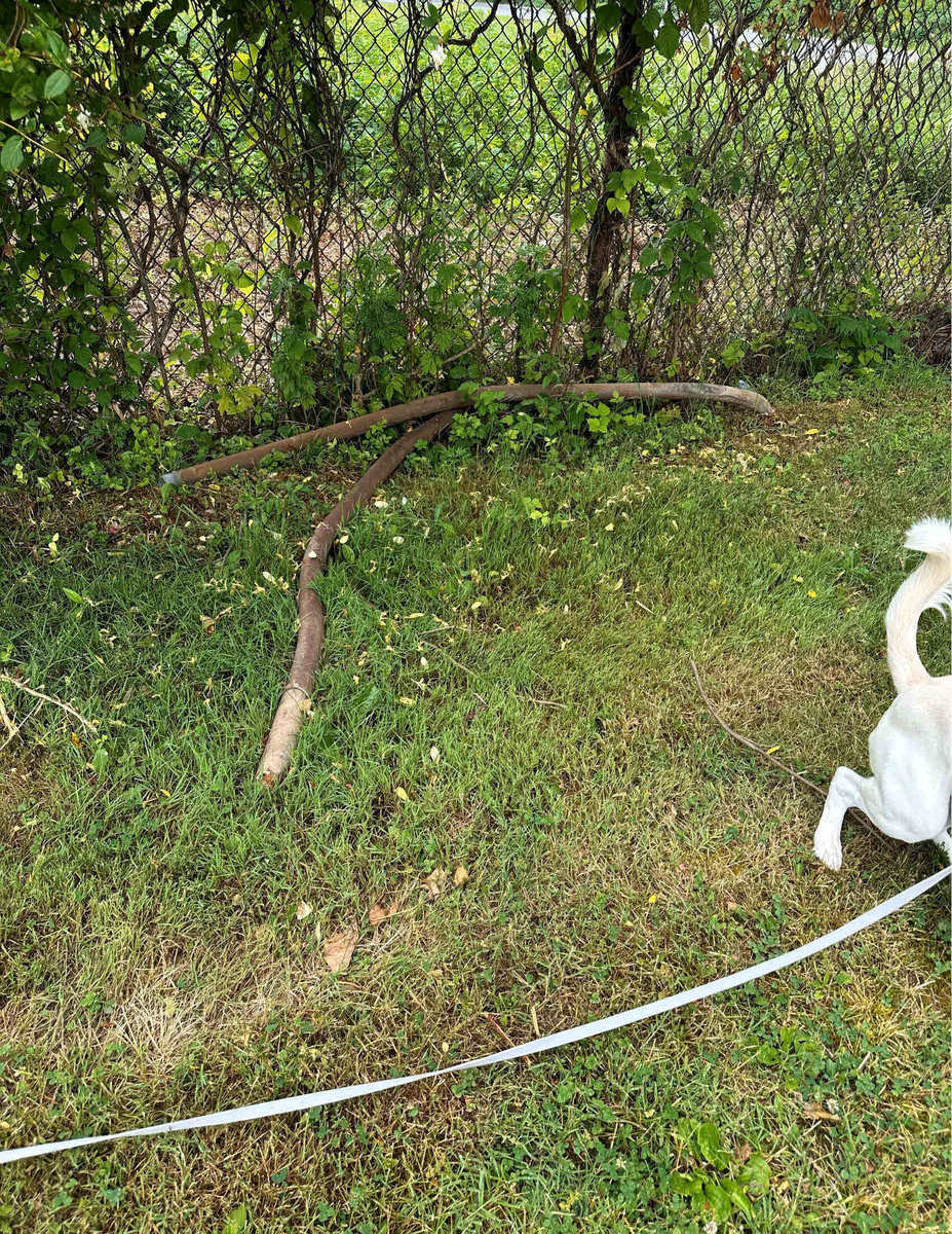 Photographic documentation of the work as submitted to the city's 311 record.