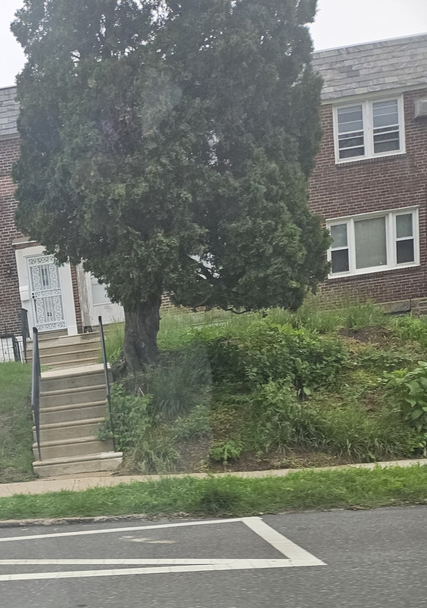 Photographic documentation of the work as submitted to the city's 311 record.