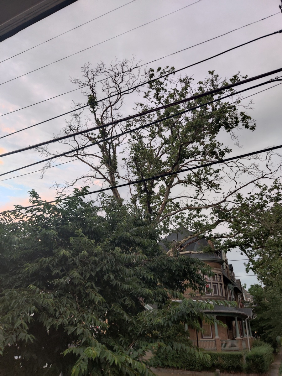 Photographic documentation of the work as submitted to the city's 311 record.