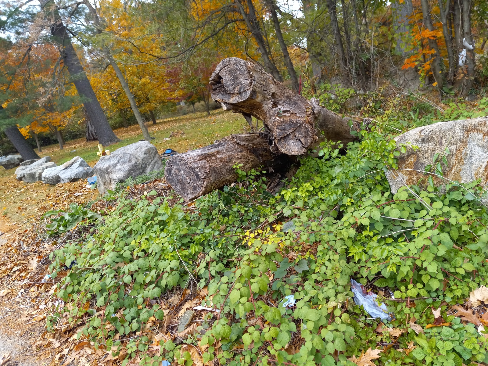 Photographic documentation of the work as submitted to the city's 311 record.
