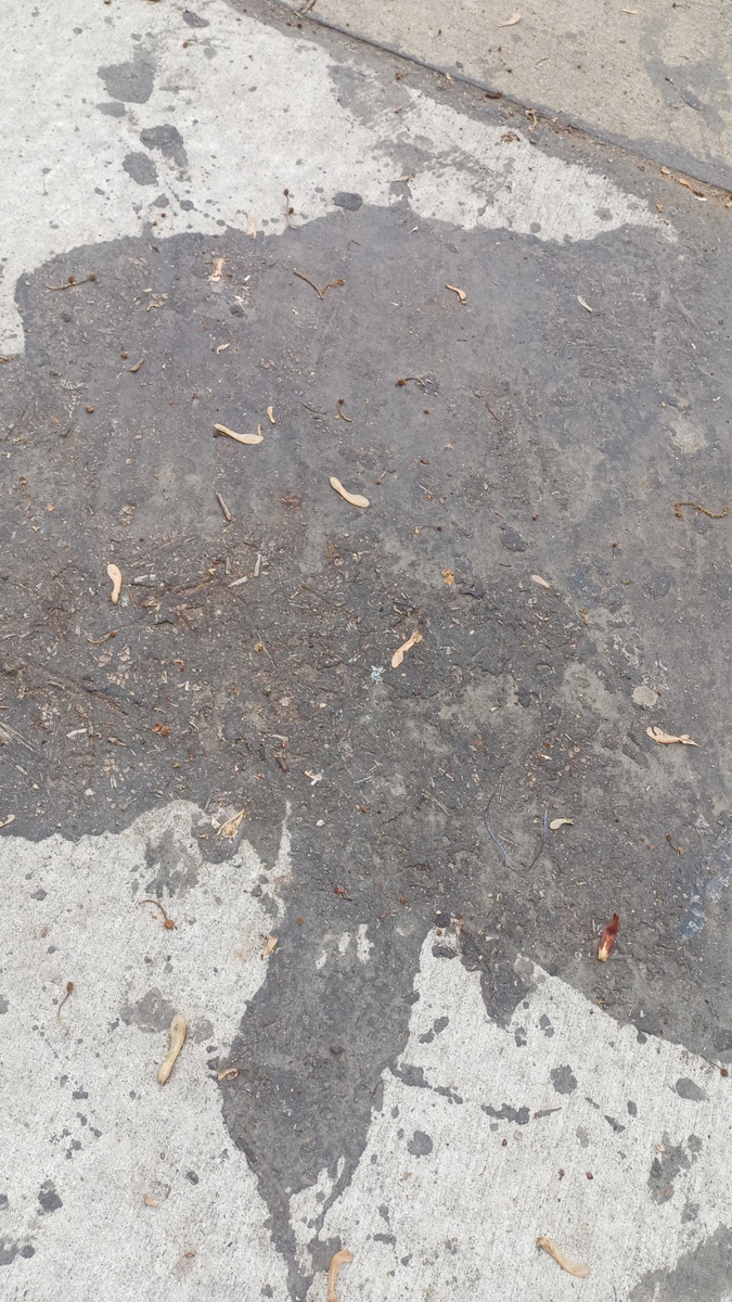 Photographic documentation of the work as submitted to the city's 311 record.