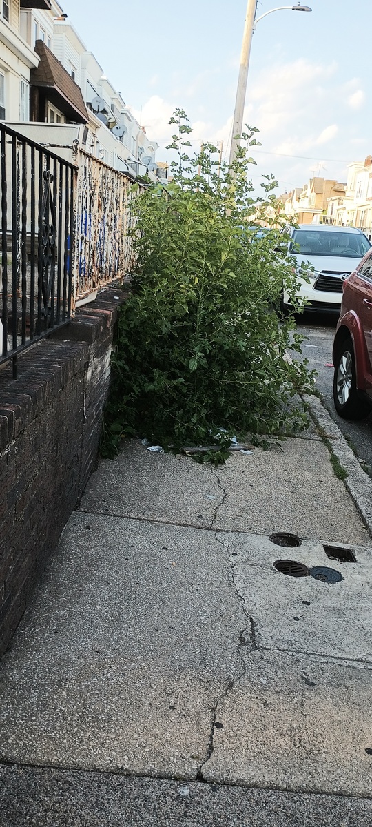 Photographic documentation of the work as submitted to the city's 311 record.