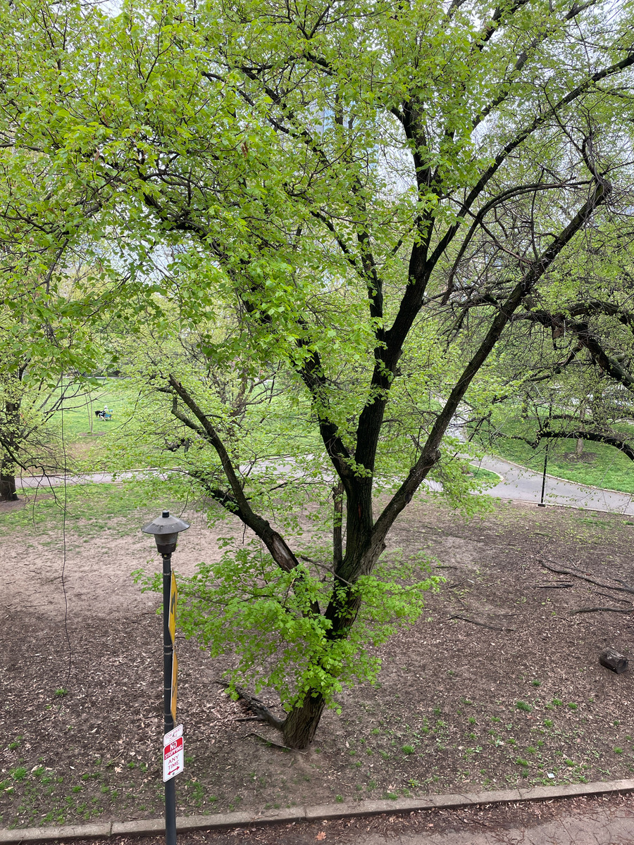 Photographic documentation of the work as submitted to the city's 311 record.
