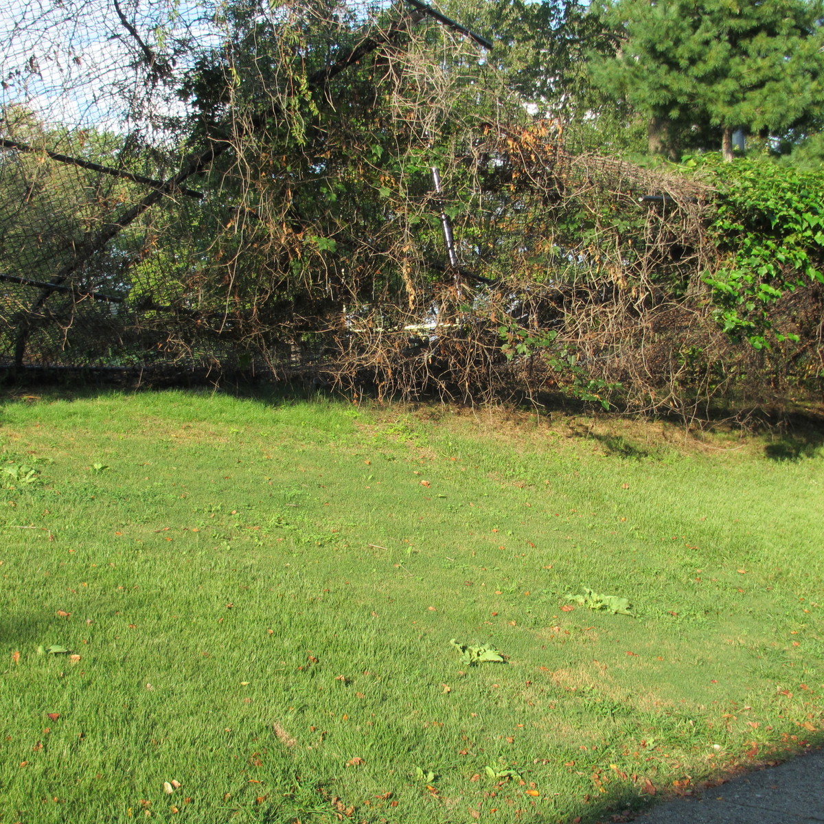 Photographic documentation of the work as submitted to the city's 311 record.