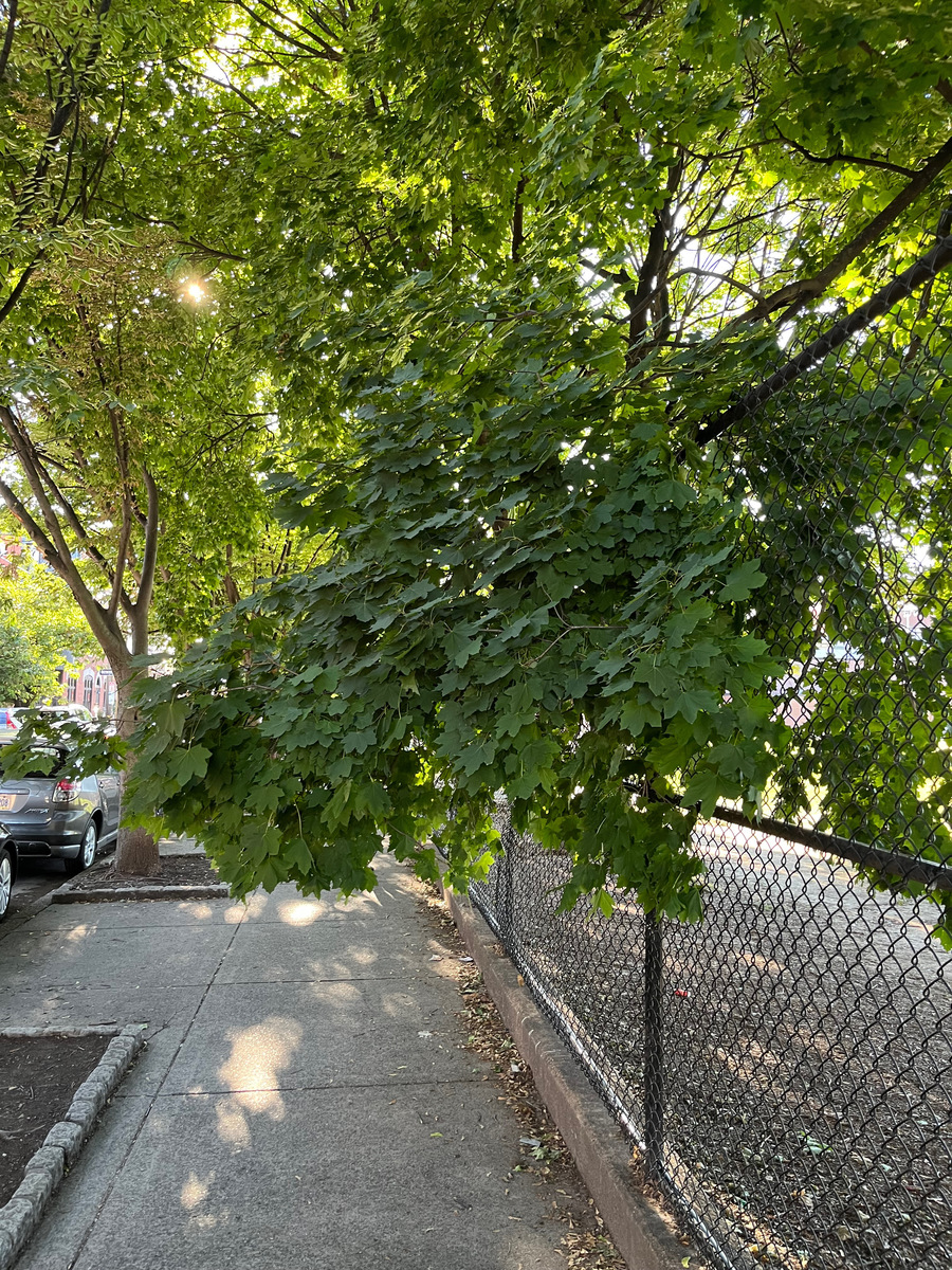 Photographic documentation of the work as submitted to the city's 311 record.