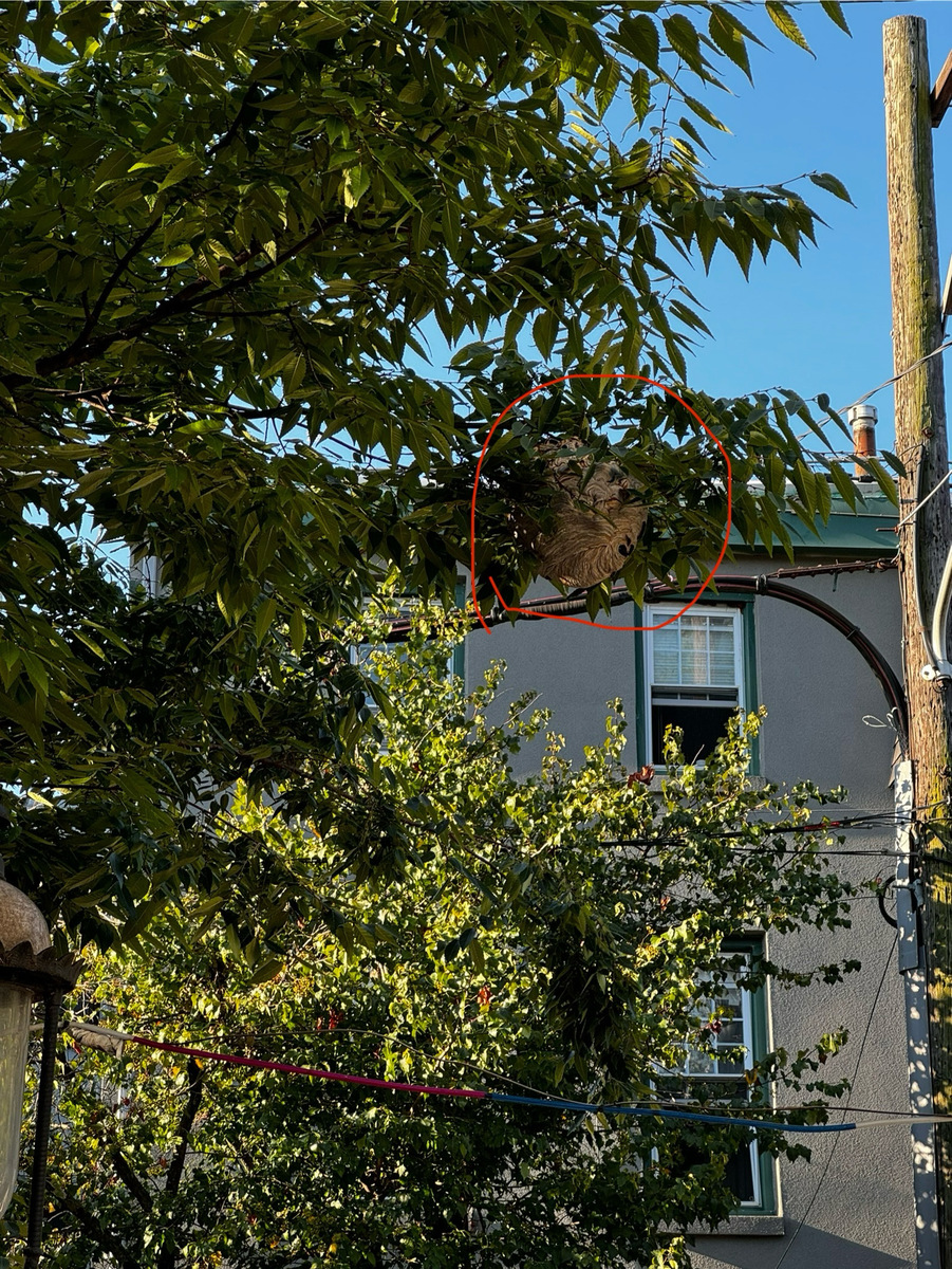 Photographic documentation of the work as submitted to the city's 311 record.