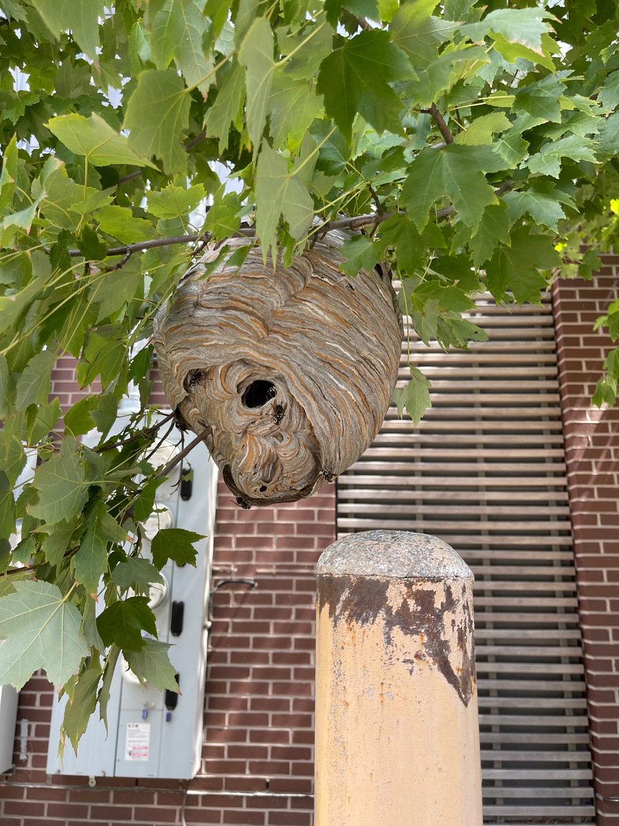 Photographic documentation of the work as submitted to the city's 311 record.