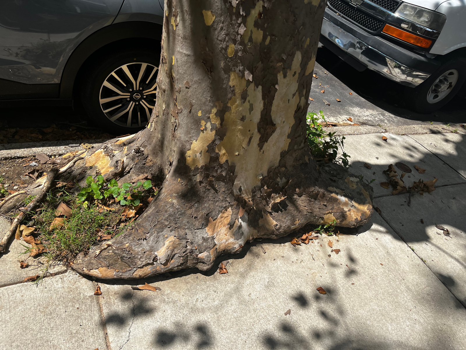 Photographic documentation of the work as submitted to the city's 311 record.