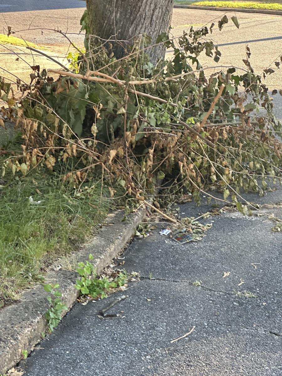 Photographic documentation of the work as submitted to the city's 311 record.