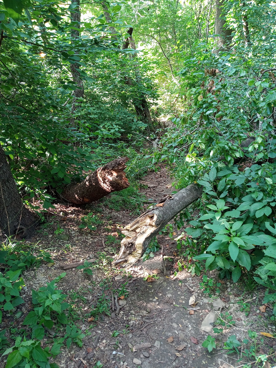 Photographic documentation of the work as submitted to the city's 311 record.