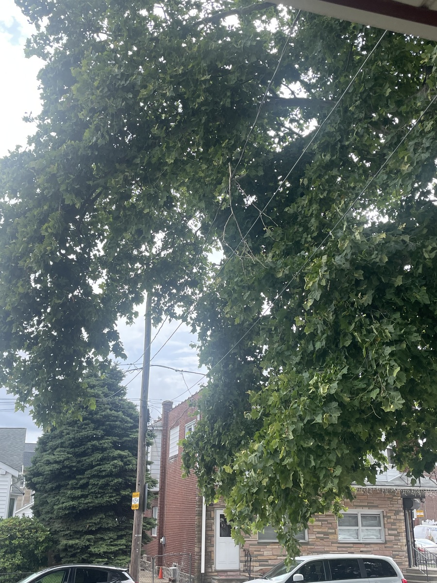 Photographic documentation of the work as submitted to the city's 311 record.