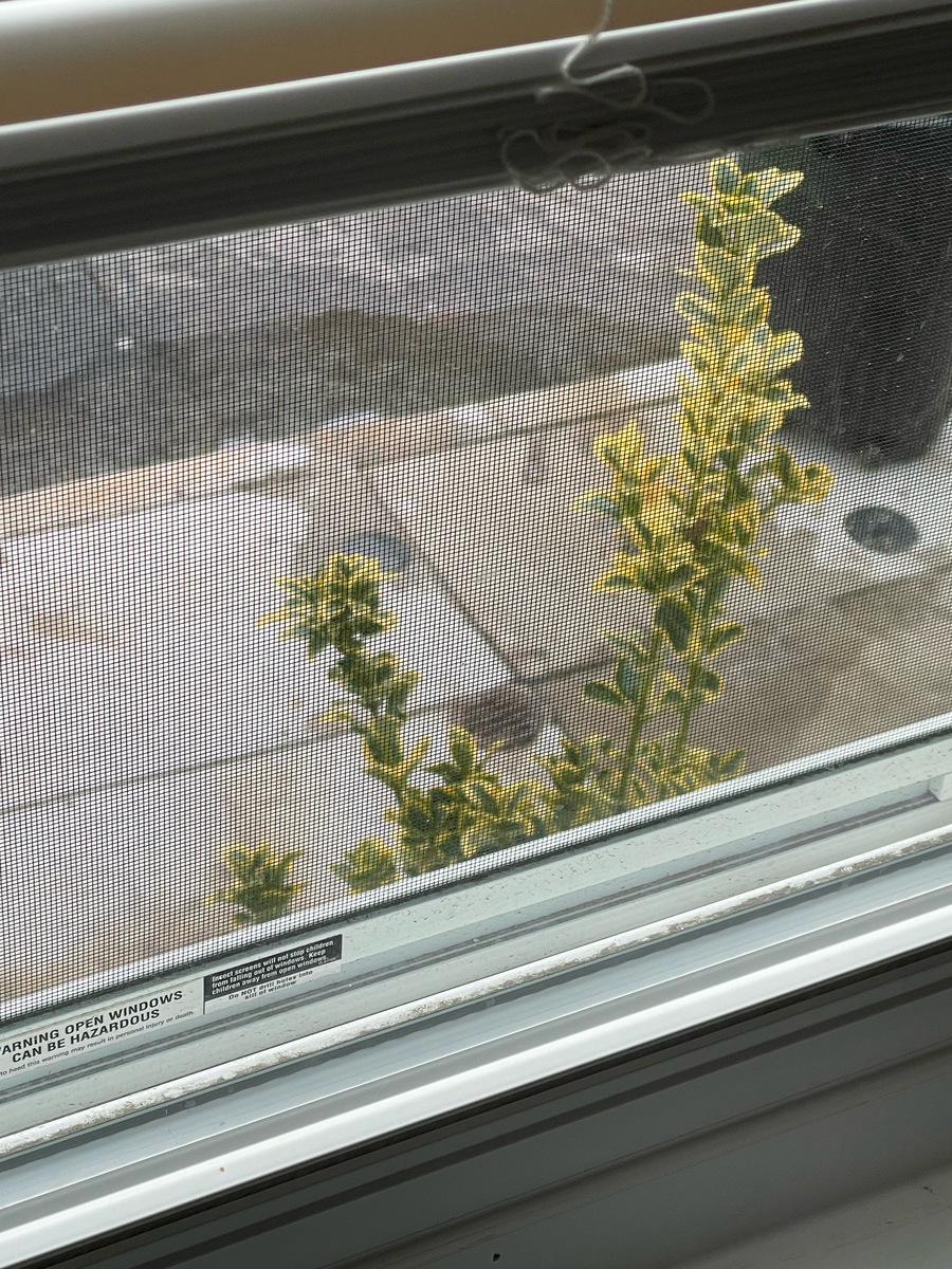 Photographic documentation of the work as submitted to the city's 311 record.