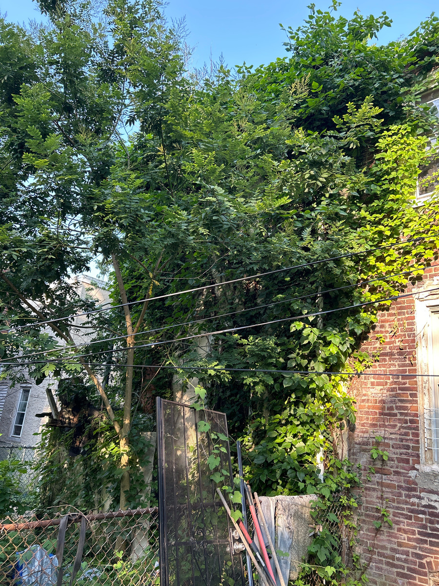 Photographic documentation of the work as submitted to the city's 311 record.