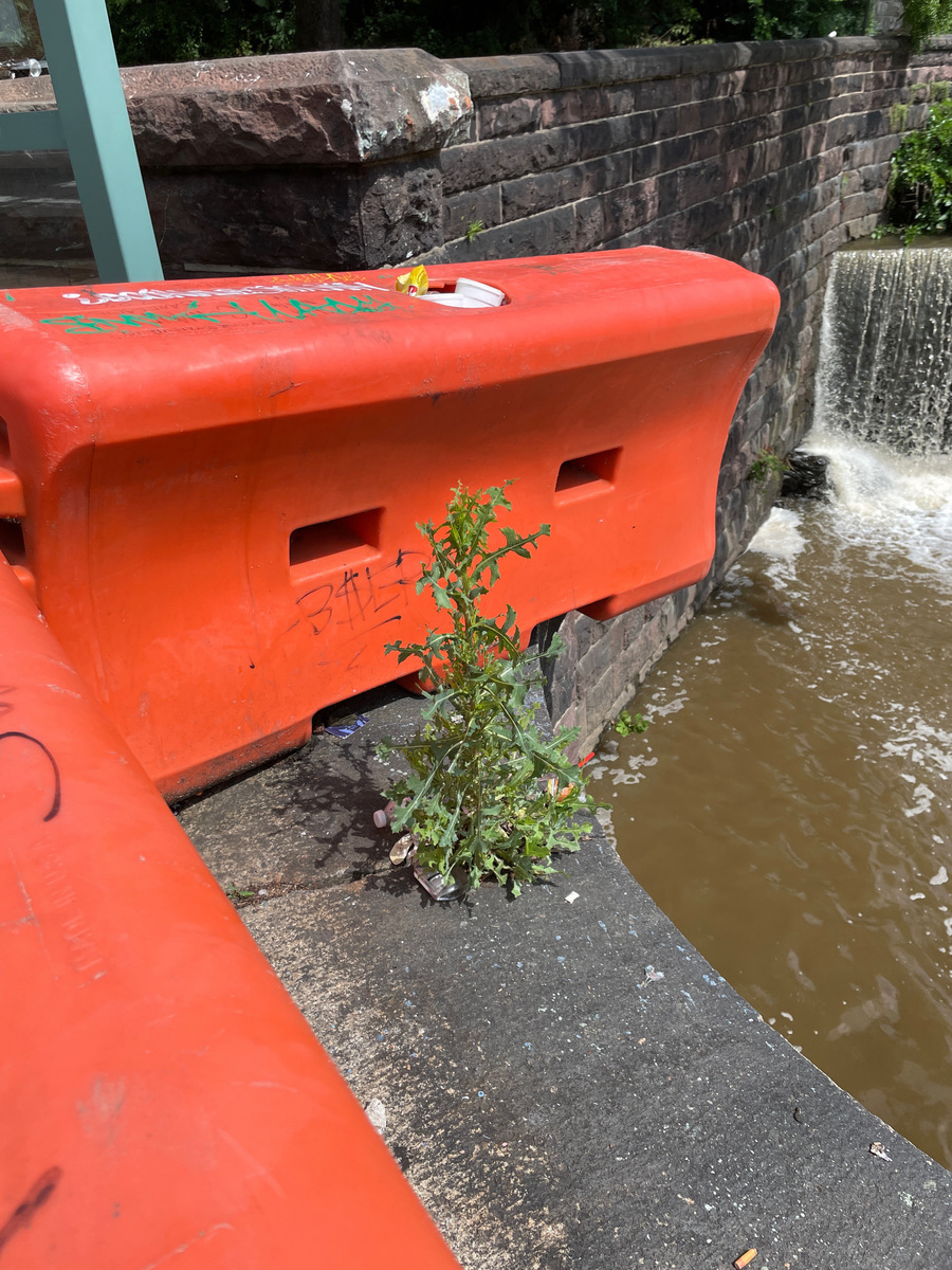 Photographic documentation of the work as submitted to the city's 311 record.