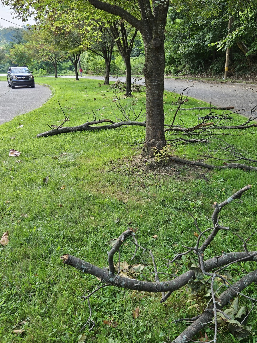 Photographic documentation of the work as submitted to the city's 311 record.