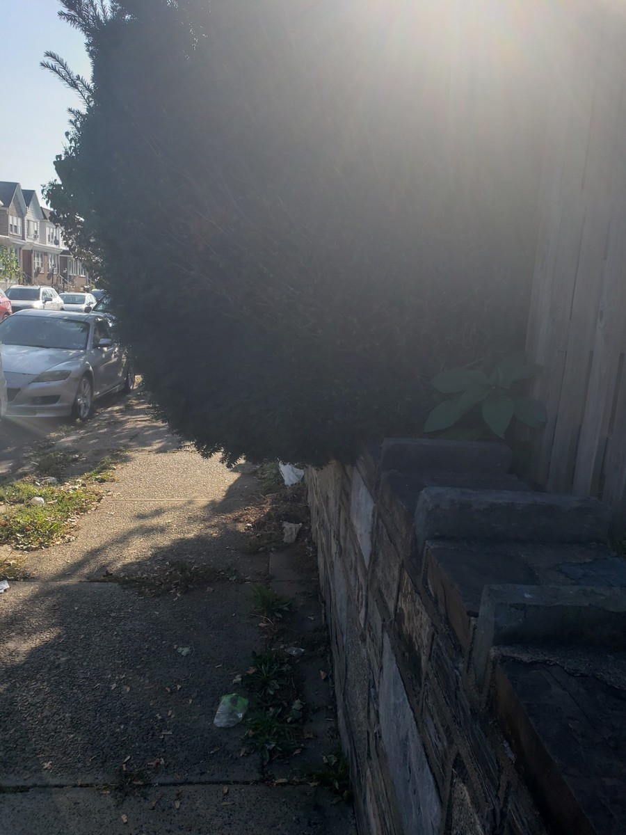 Photographic documentation of the work as submitted to the city's 311 record.