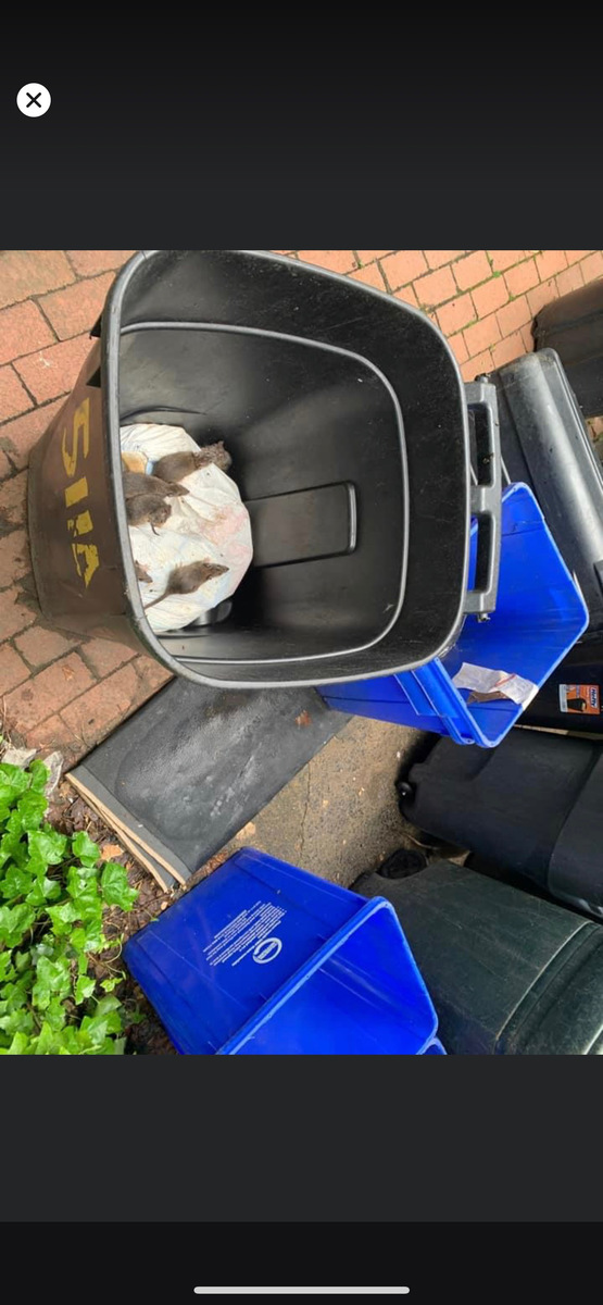 Photographic documentation of the work as submitted to the city's 311 record.