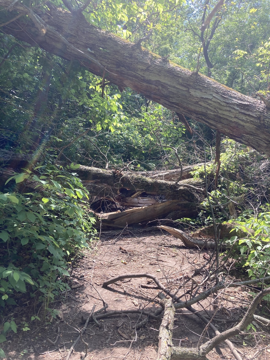 Photographic documentation of the work as submitted to the city's 311 record.