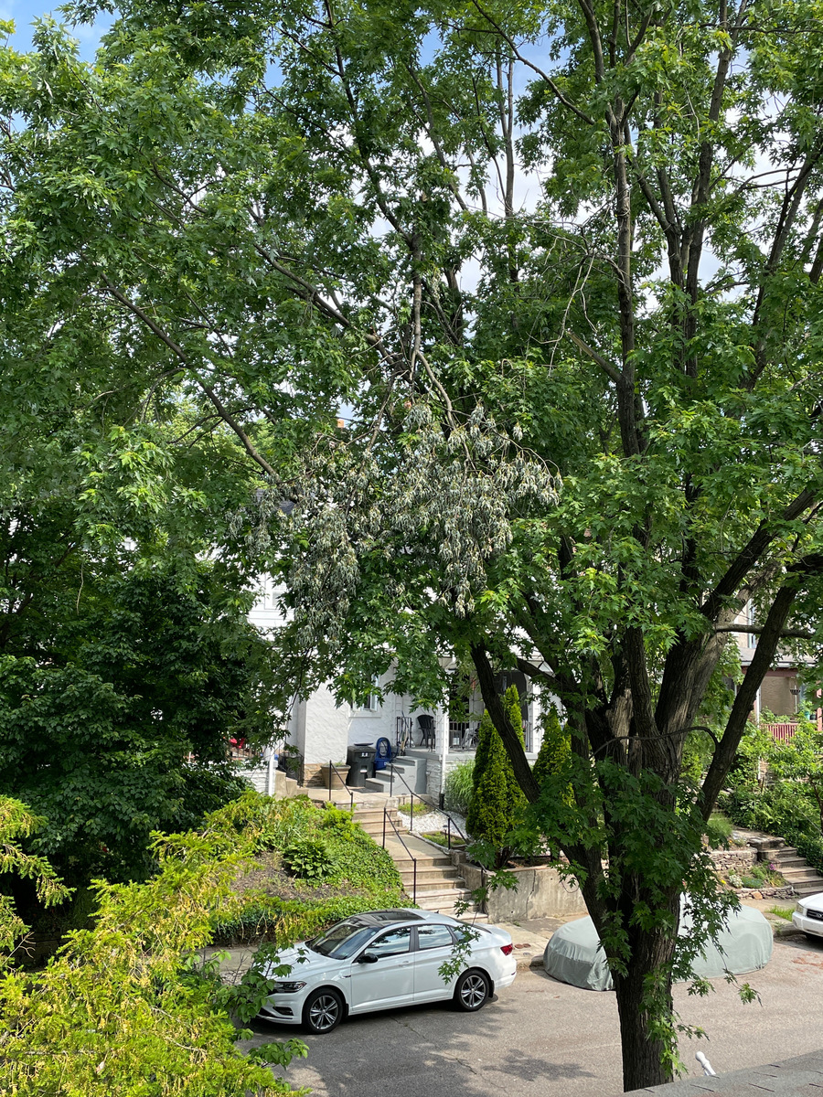 Photographic documentation of the work as submitted to the city's 311 record.