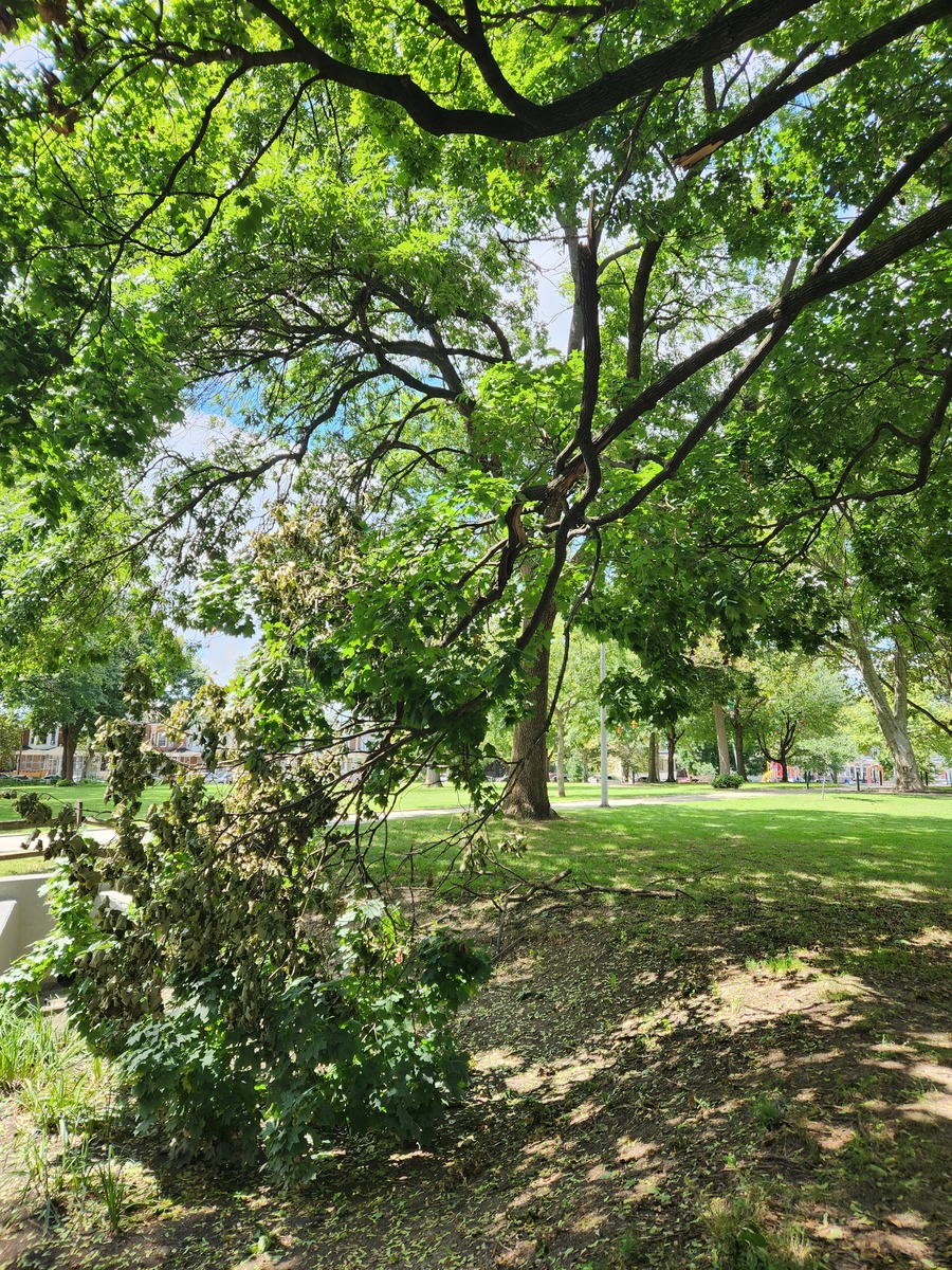 Photographic documentation of the work as submitted to the city's 311 record.