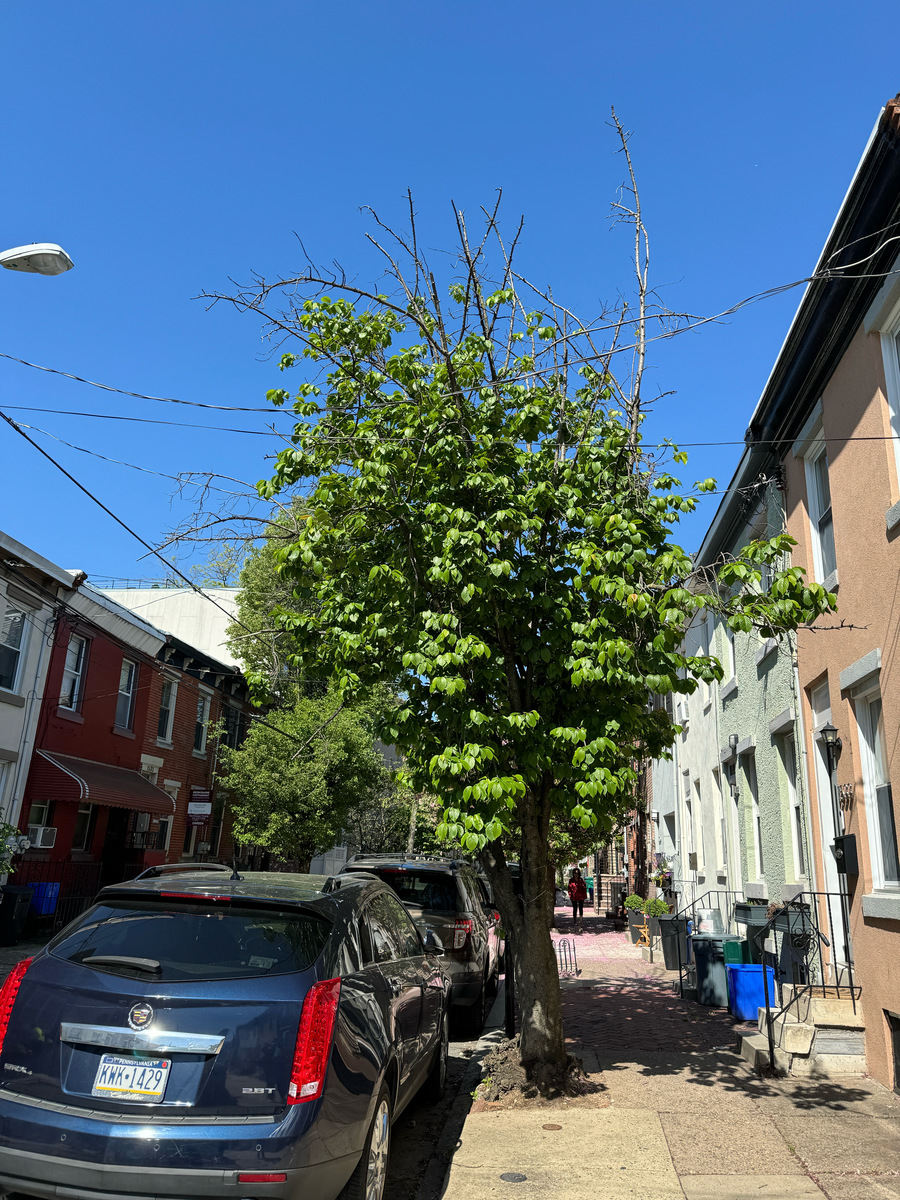 Photographic documentation of the work as submitted to the city's 311 record.